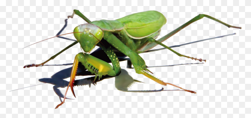 1153x494 Mantis Image Green Cockroach, Insect, Invertebrate, Animal HD PNG Download
