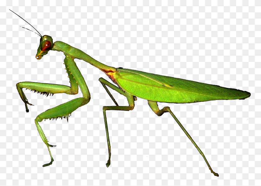 2570x1784 Mantis Mante Religieuse In English, Insect, Invertebrate, Animal HD PNG Download