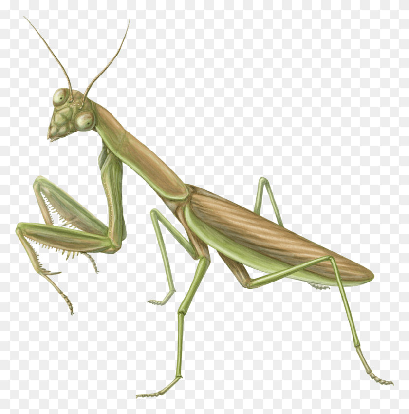 1195x1211 Mantis Mantidae, Insect, Invertebrate, Animal HD PNG Download