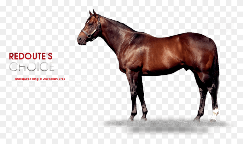 969x546 Many Chromosomes Do Horses Have, Horse, Mammal, Animal HD PNG Download