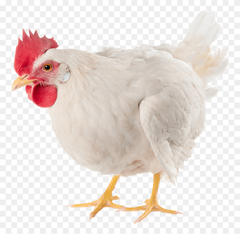 768x761 Many Cows Are Slaughtered Each Day, Chicken, Poultry, Fowl HD PNG Download