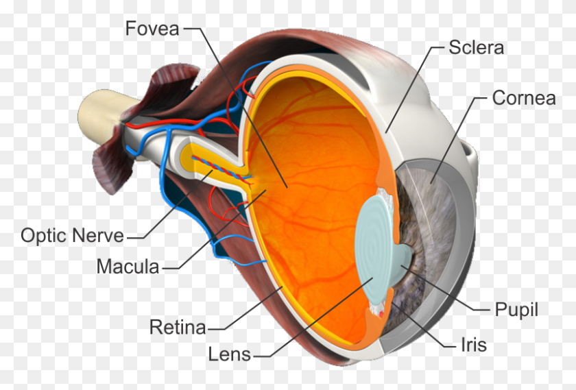 800x523 Many People Have Typical Or Common Eye Concerns Or Eye, Helmet, Clothing, Apparel HD PNG Download
