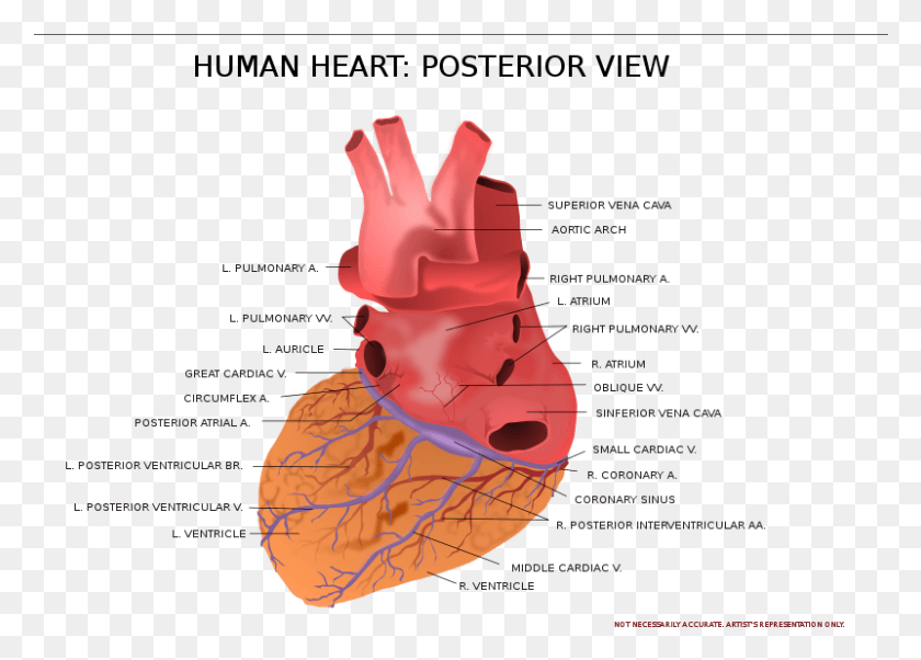 801x557 Map Of The Heart, Plot, Diagram, Soil HD PNG Download