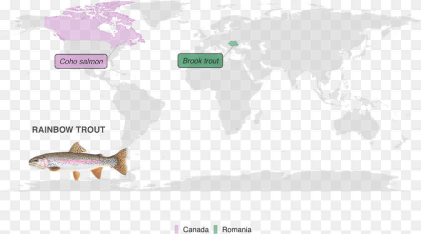 1001x557 Map Showing Substitutes Color Coded By Country Atlas, Animal, Sea Life, Fish, Trout PNG