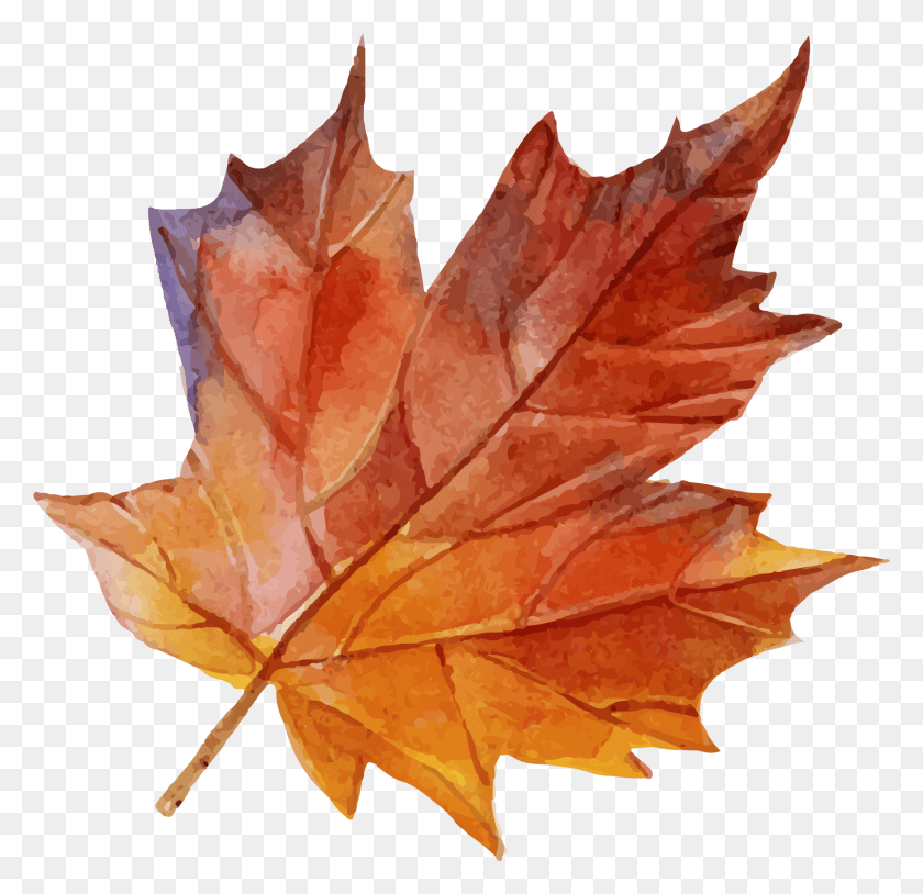 1617x1565 Maple Leaf, Leaf, Plant, Tree HD PNG Download