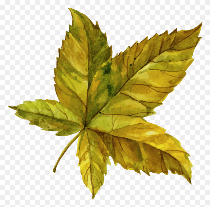 1690x1666 Maple Leaf, Leaf, Plant, Tree HD PNG Download