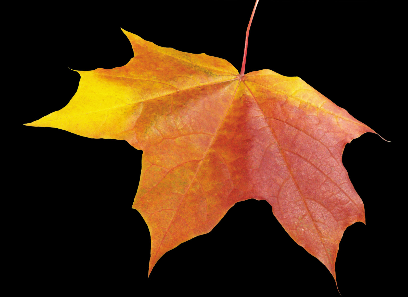 1600x1164 Maple Leaf, Leaf, Plant, Tree HD PNG Download