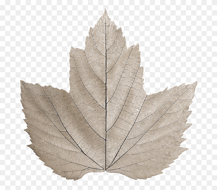 695x677 Maple Leaf, Leaf, Plant, Tree HD PNG Download