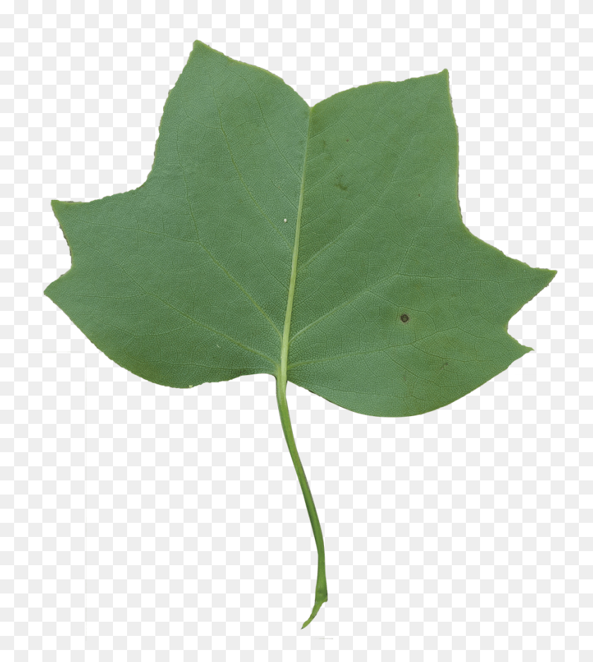 900x1012 Кленовый Лист, Лист, Растение, Дерево Hd Png Скачать