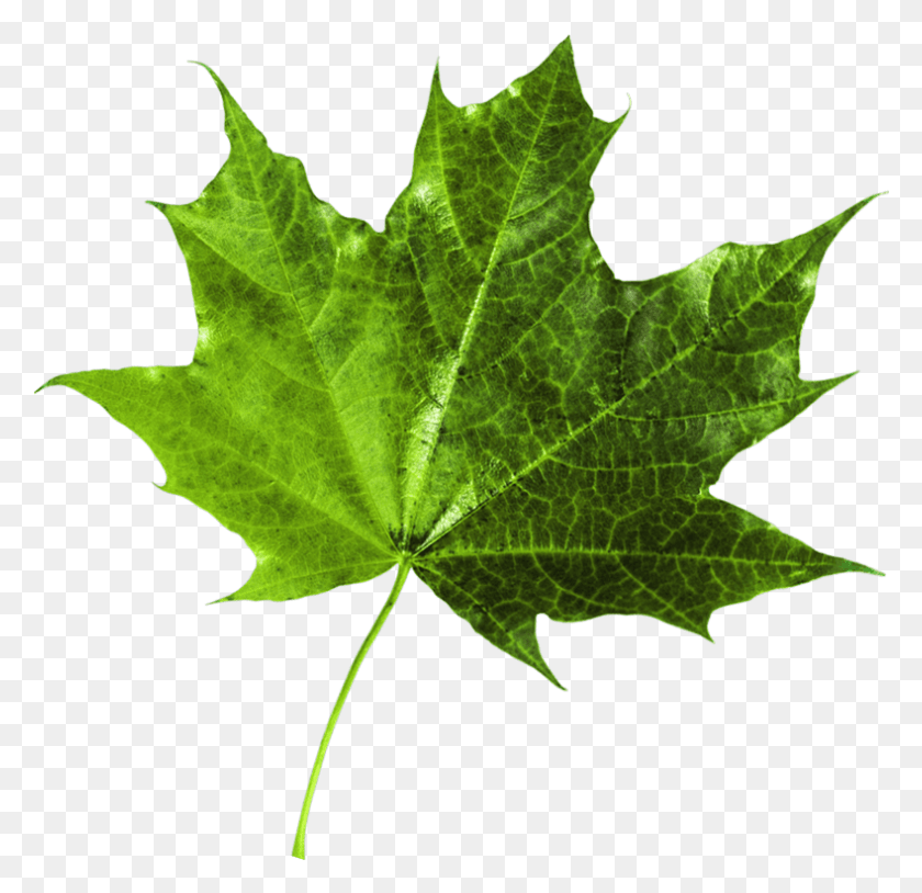789x763 Maple Leaf, Leaf, Plant, Tree HD PNG Download