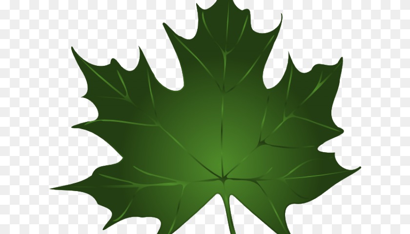 640x480 Maple Leaf Cliparts Green Fall Leaves Clip Art, Maple Leaf, Plant, Tree PNG