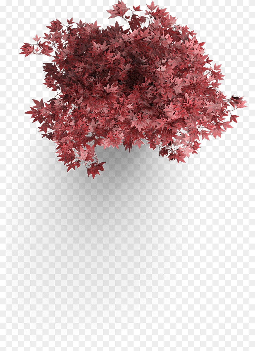 794x1153 Maple Leaf Japanese Maple Plan View, Plant, Tree, Flower Clipart PNG