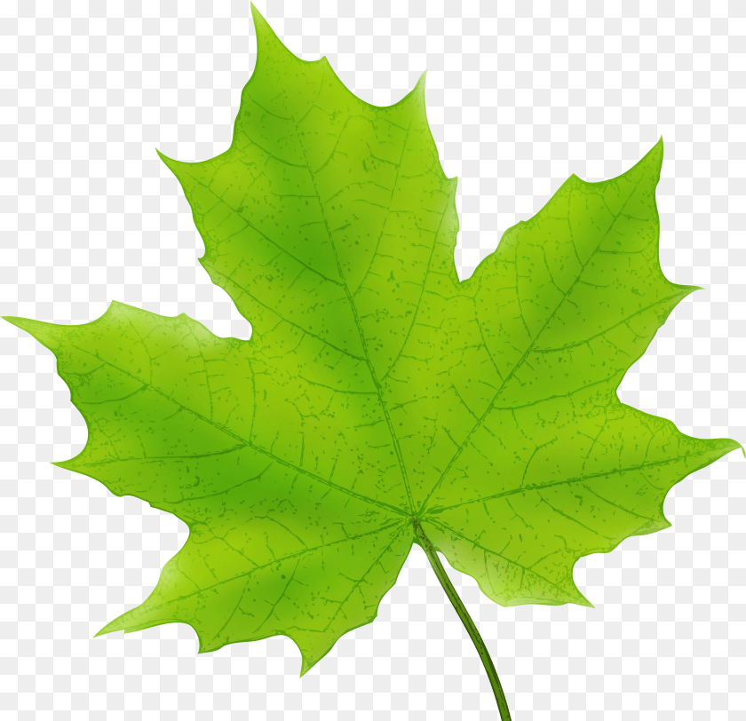 Maple Leaf Stock Green Maple Leaf Clipart Transparent PNG