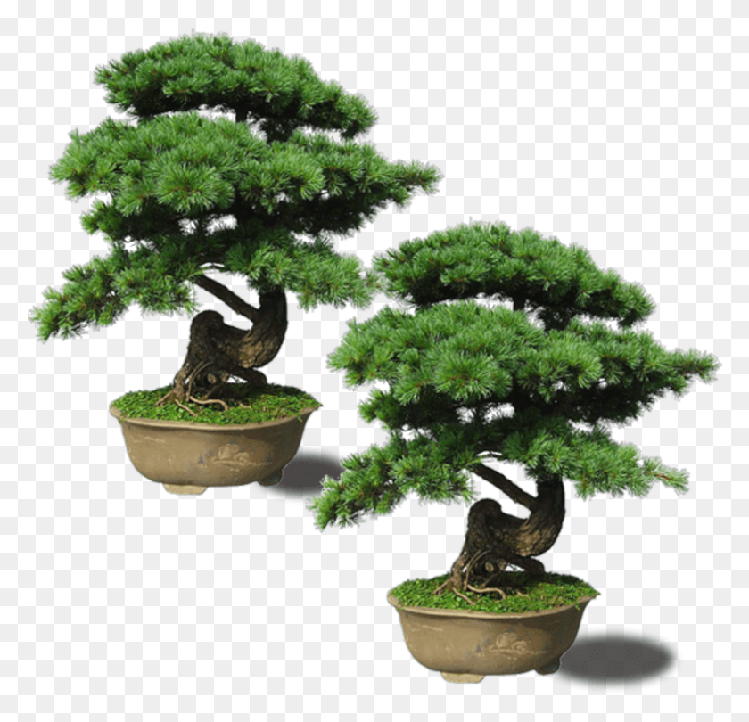 789x759 Png Клен Pinus Thunbergii Изумруд, Горшечное Растение, Ваза, Банка Hd Png