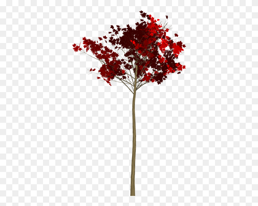 378x611 Maple Tree, Leaf, Plant, Cross HD PNG Download