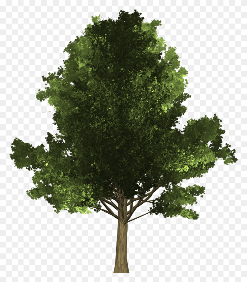 887x1021 Maple Tree Arvore Pinheiro, Plant, Cross, Symbol HD PNG Download