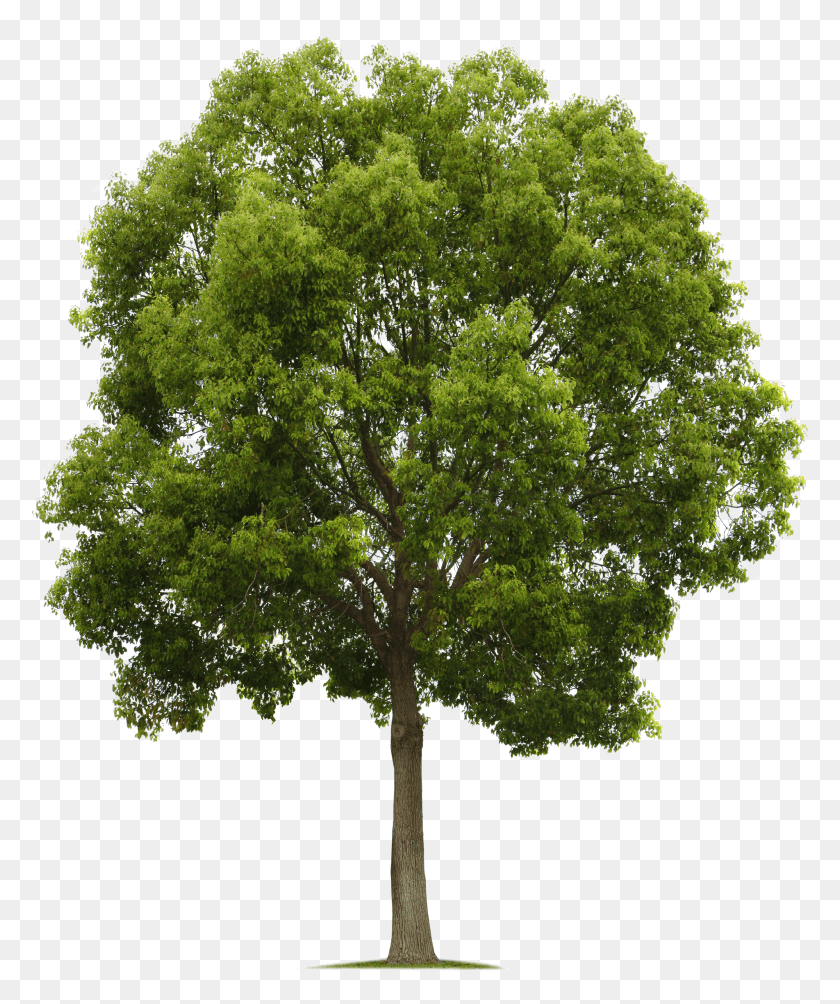 1903x2304 Maple Tree High Quality Tree HD PNG Download