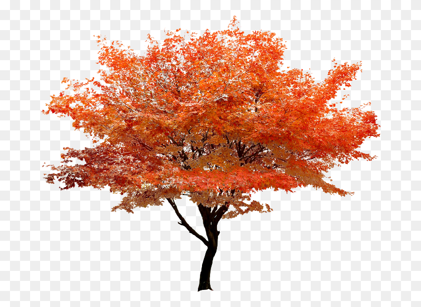 678x552 Maple Tree Transparent Background, Plant, Fungus, Vegetation HD PNG Download