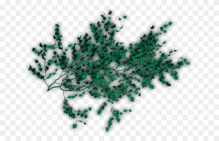 640x480 Март 2009 Лианы, Дерево, Растение, Зеленый Hd Png Скачать