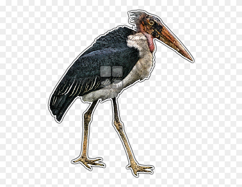514x589 Marabou Stork, Bird, Animal, Beak HD PNG Download