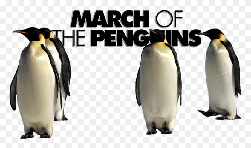 993x556 March Of The Penguins Image March Of The Penguins, Penguin, Bird, Animal HD PNG Download