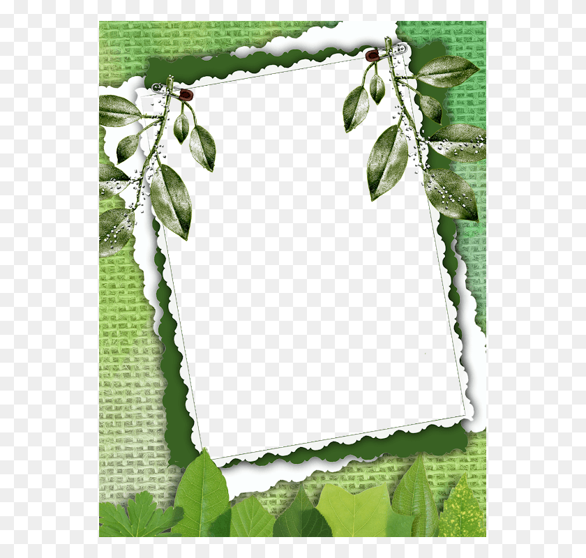 555x740 Marco Con Hojas Verdes Khung Hnh L Cy, ​​Растение, Лист, Цветок Hd Png Скачать