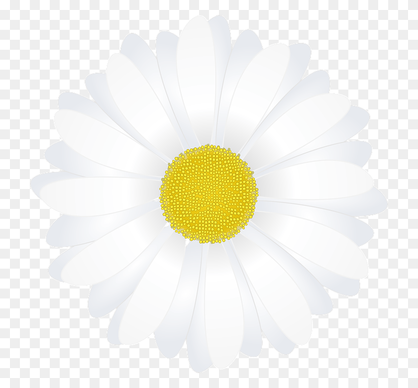 720x720 Margarida Flor Became A Teacher Because Your Life, Plant, Daisy, Flower HD PNG Download
