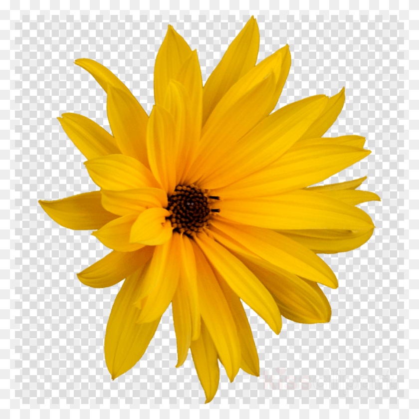 900x900 Margarita Flor Clipart Flower, Plant, Blossom, Petal HD PNG Download