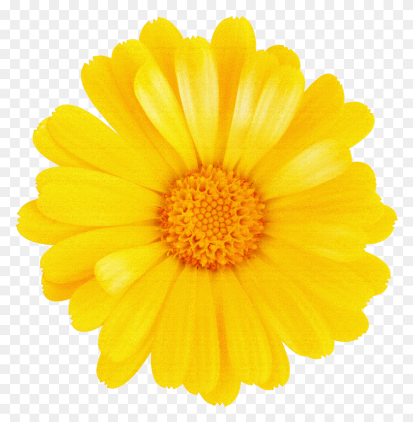 1453x1485 Margaritas Para Montajes Rosavecina Yellow Flowers Transparent Backgrounds, Plant, Flower, Blossom HD PNG Download