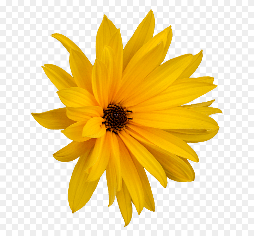 635x720 Marguerite Flower Clipping Graphics Marguerite, Plant, Blossom, Honey Bee HD PNG Download
