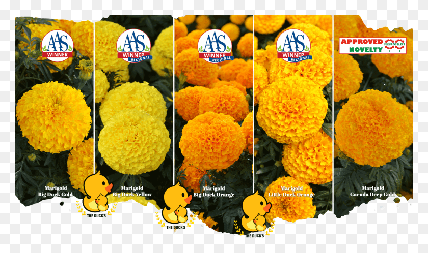 1920x1080 Marigold Aas, Fried Chicken, Food, Poster HD PNG Download