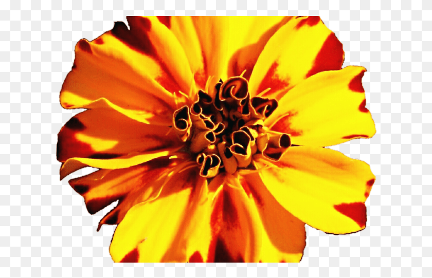 626x481 Marigold Clipart Fiesta Flower Common Zinnia, Plant, Pollen, Blossom HD PNG Download