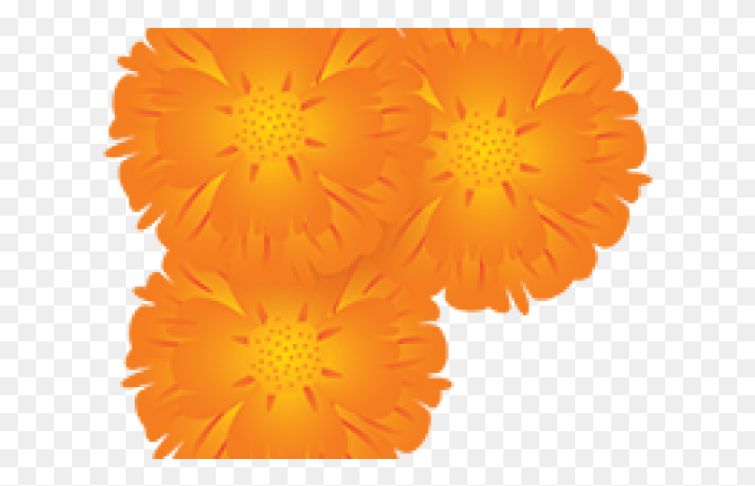 613x481 Marigold Clipart Mexico Flower English Marigold, Plant, Blossom, Carnation HD PNG Download