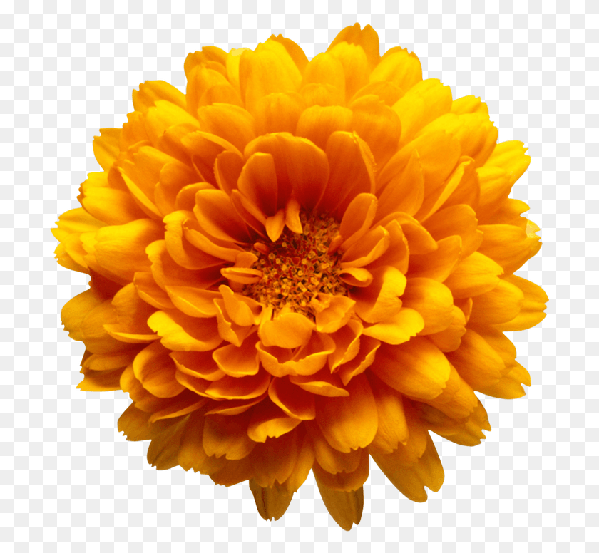701x716 Marigold Clipart Orange Flower Transparent Background, Dahlia, Flower, Plant HD PNG Download