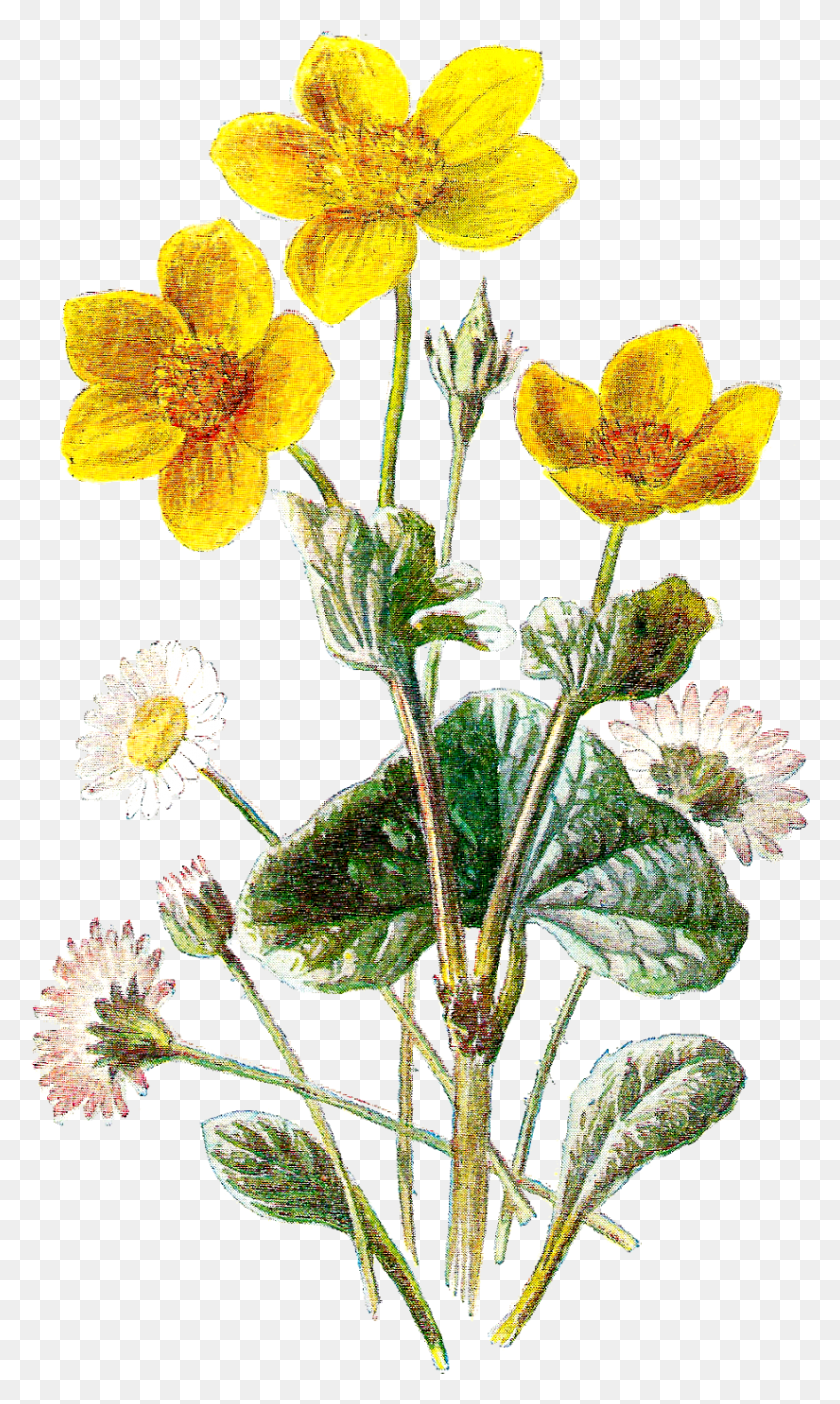 825x1422 Marigold Clipart Photos Marsh Marigold And Daisy, Plant, Flower, Blossom HD PNG Download