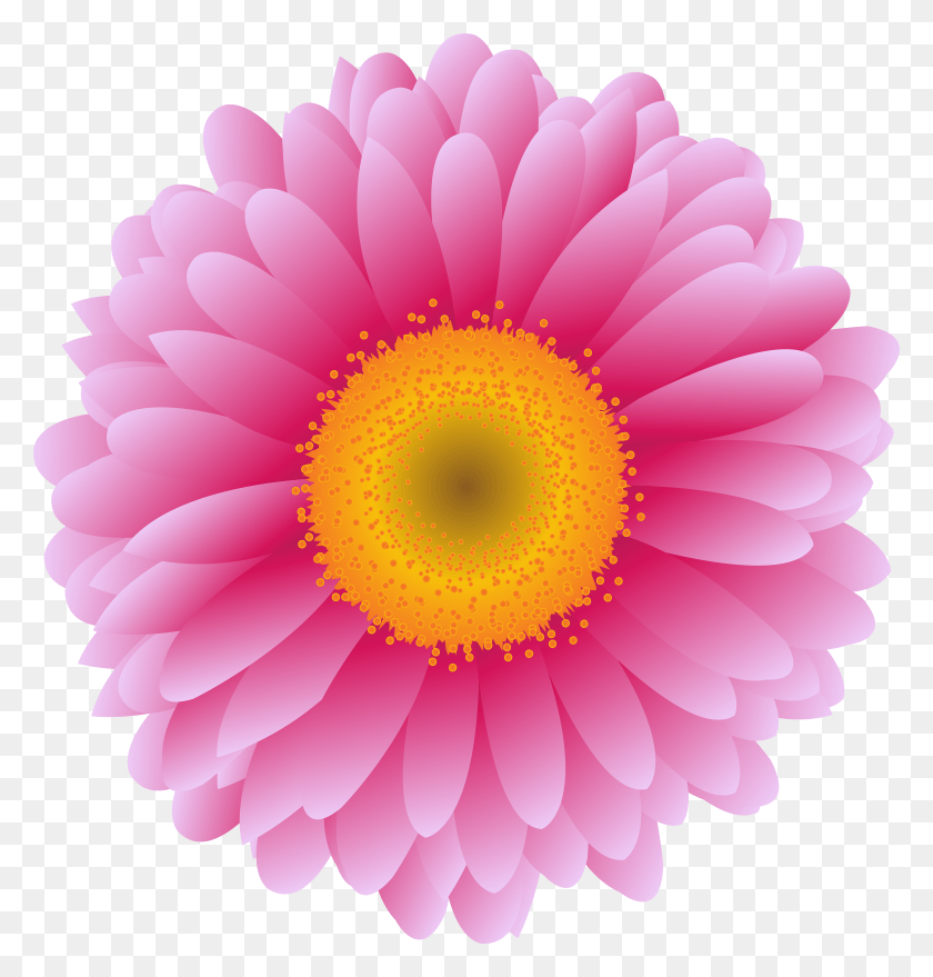 7480x7857 Marigold Flower HD PNG Download