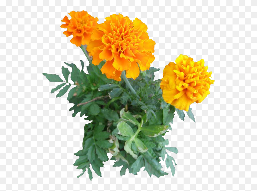 564x564 Marigold Image Marigold, Plant, Geranium, Flower HD PNG Download