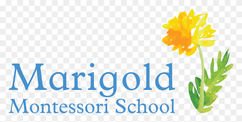 1842x858 Marigold Montessori School A High Quality Early Childhood Graphic Design, Text, Alphabet, Plant HD PNG Download