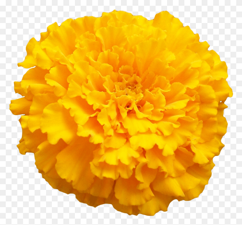 1075x996 Marigold Photo Marigold, Plant, Flower, Blossom HD PNG Download