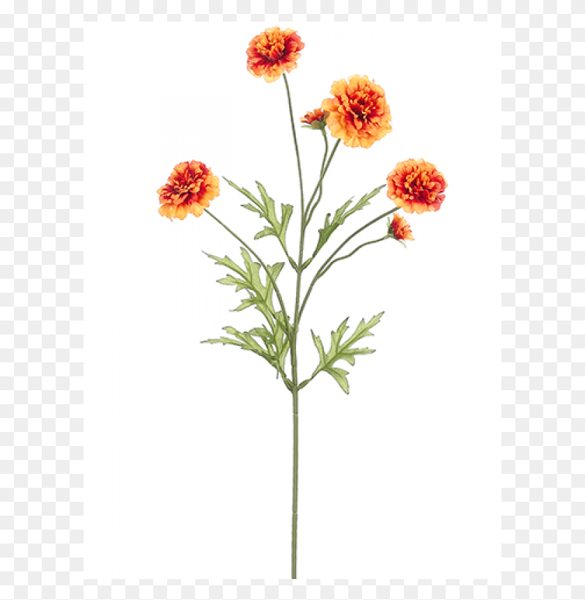 601x801 Marigold Spray Orange Common Zinnia, Plant, Flower, Blossom Descargar Hd Png