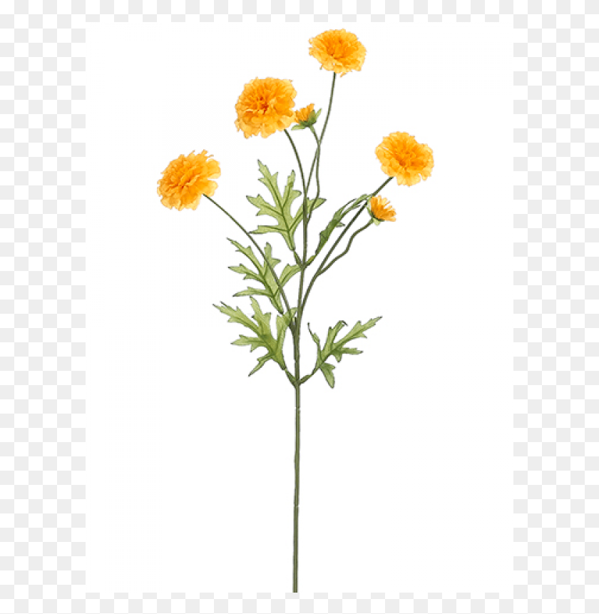 601x801 Marigold Spray Yellow English Marigold, Plant, Flower, Blossom Descargar Hd Png