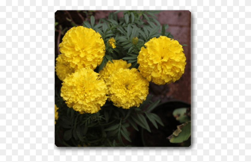 481x482 Marigold Yellow Plant Tagetes Patula, Dahlia, Flower, Blossom Descargar Hd Png