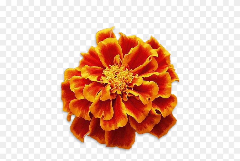 427x506 Marigolds Tagetes Patula, Plant, Petal, Flower HD PNG Download
