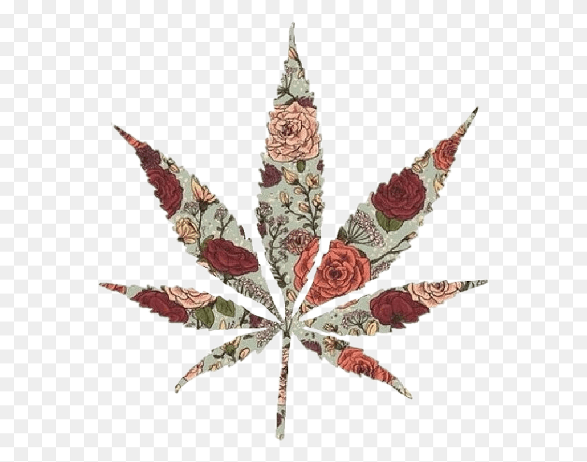 561x601 Mariguana Maryjane Rosas Hierba Toque Pretty Pot Leaf, Plant, Tree, Annonaceae HD PNG Download