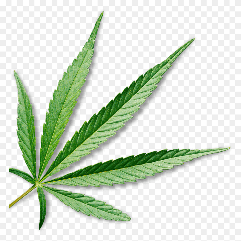 1054x1057 Marijuana Cannabis Leaf Transparent Background, Plant, Hemp, Weed HD PNG Download