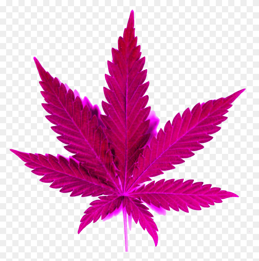 973x984 Marijuana Clipart Transparent Marijuana Leaf, Plant, Maple Leaf, Tree HD PNG Download