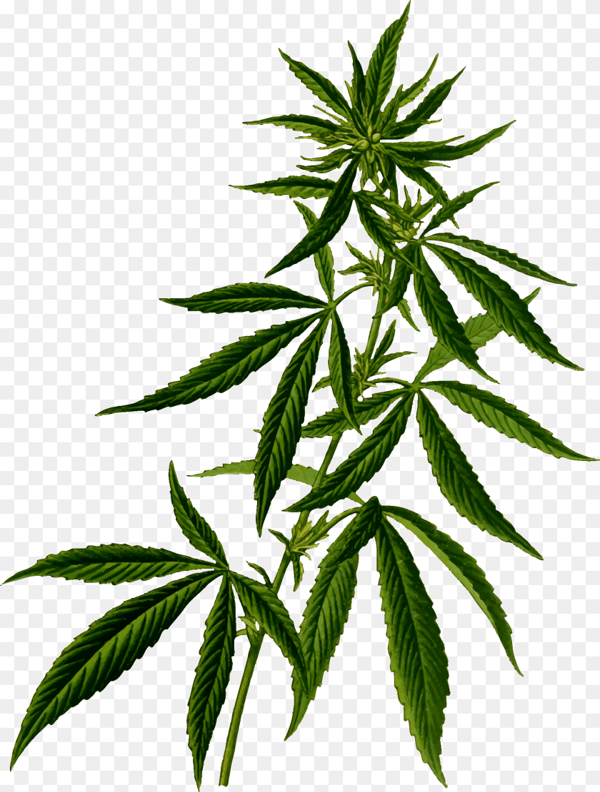 1816x2400 Marijuana Plant, Leaf, Hemp, Weed Transparent PNG