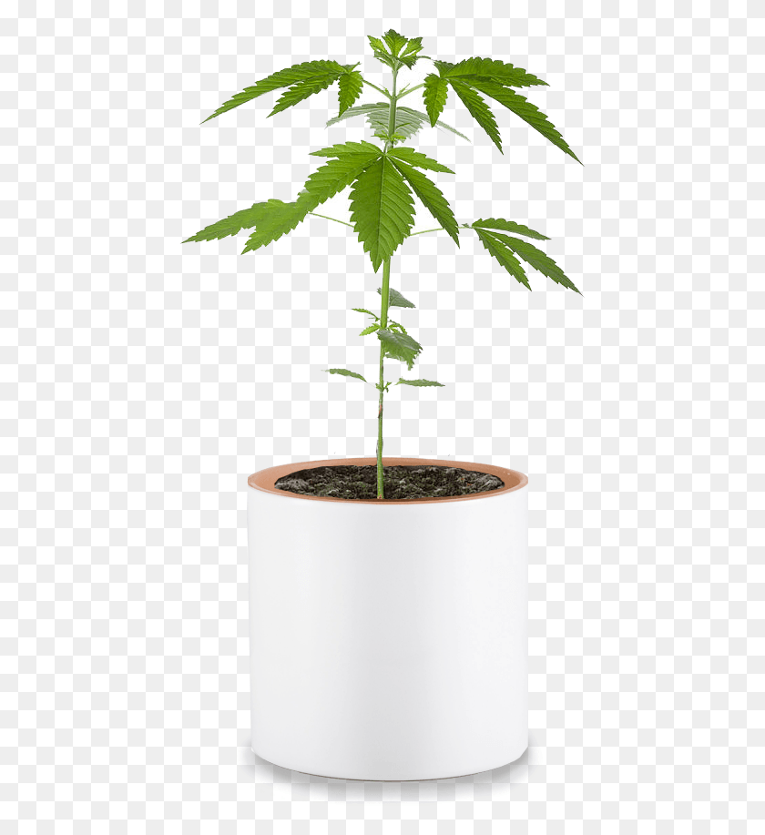 447x857 Marijuana Plant, Leaf, Tree, Green HD PNG Download