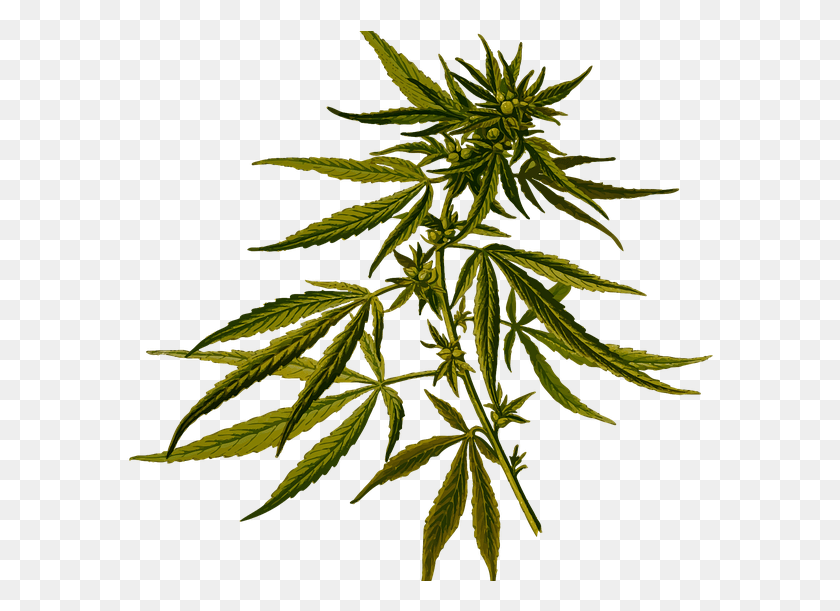 588x551 Marijuana Real Estate California Botanical Illustration Cannabis Plant, Hemp, Weed HD PNG Download