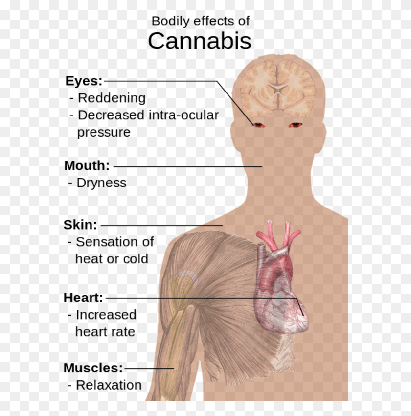 584x790 Marijuana Stoner Side Effects Of Cannabis, Back, Neck, Head HD PNG Download